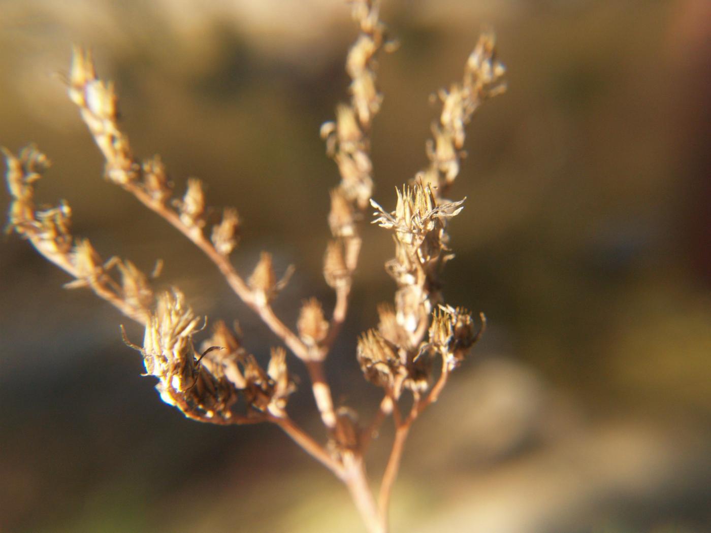 Stonecrop, Pale fruit